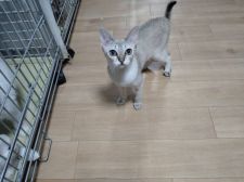 シンガプーラ【・女の子・2021年10月21日・セピアアグーテ】