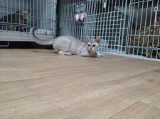 シンガプーラ【・女の子・2021年10月21日・セピアアグーテ】