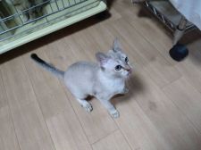 シンガプーラ【・女の子・2021年10月21日・セピアアグーテ】