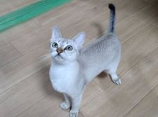 シンガプーラ【・女の子・2021年10月21日・セピアアグーテ】