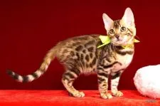 ベンガル【神奈川県・女の子・2016年8月18日・ブラウンスポッテッドタビー】の写真5