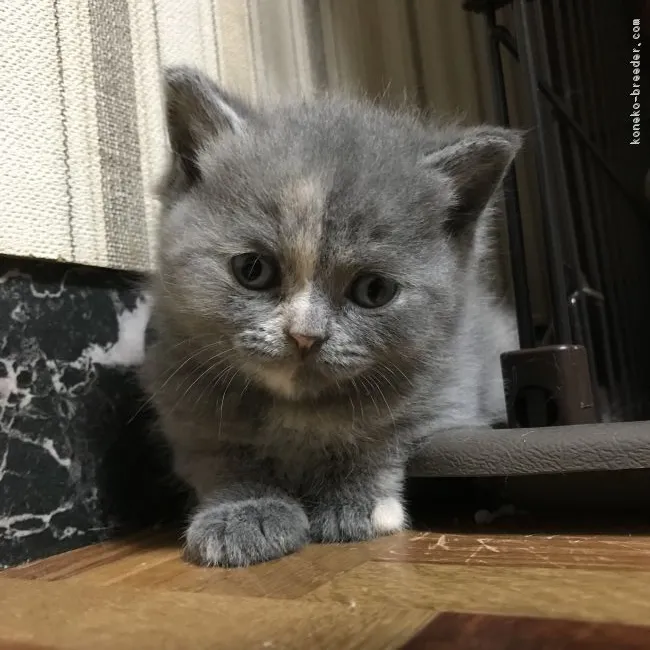 ID：1804-01202の子猫