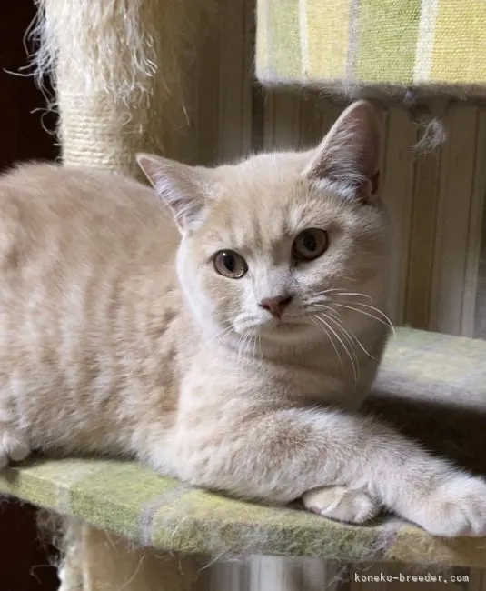 ID：2108-00149の子猫