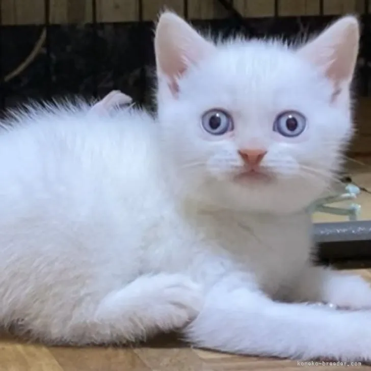 ID：2304-00636の子猫