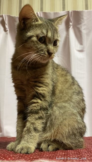 ブリティッシュショートヘア【・女の子・2019年5月7日・ブラウンマッカレルタビー】