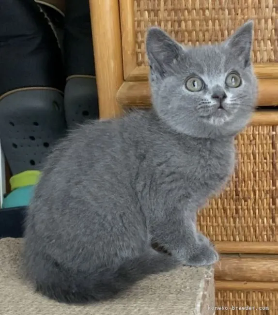 ID：2105-01715の子猫