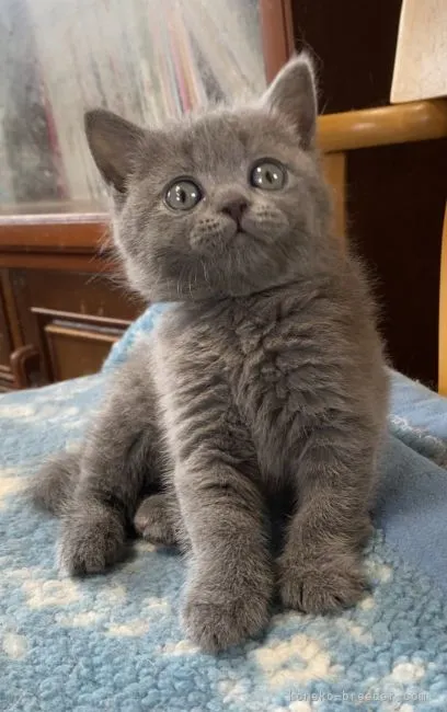 ID：2106-00155の子猫