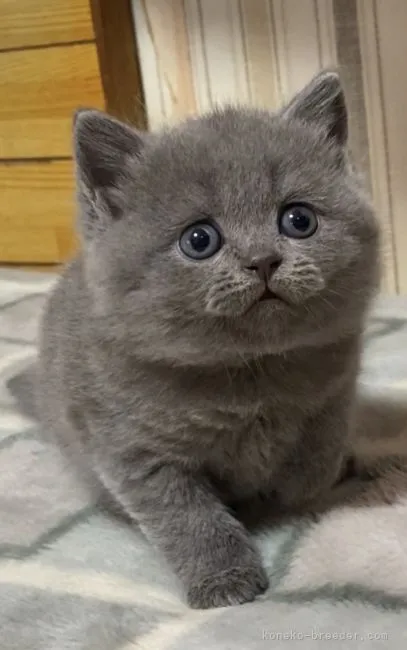 ID：2205-00747の子猫