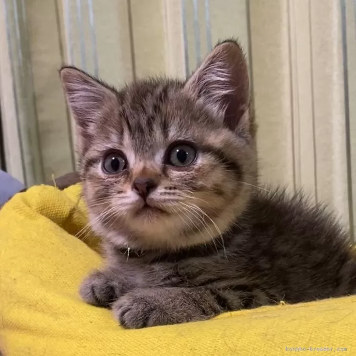 ID：2405-03958の子猫