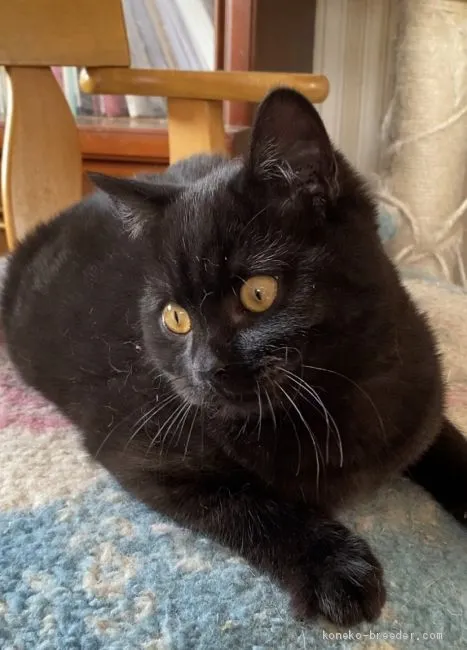 ID：2012-00433の子猫