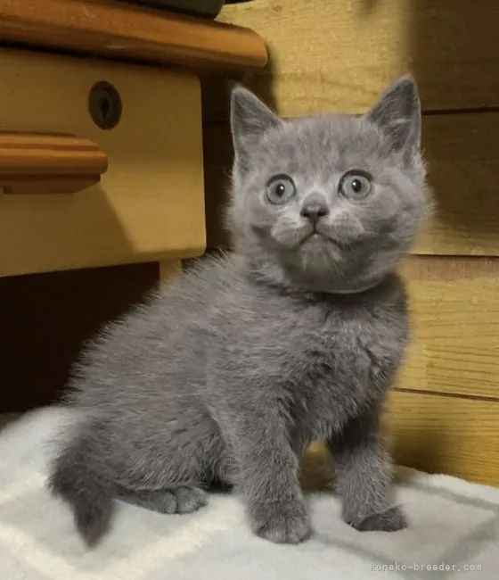 ID：2205-00535の子猫