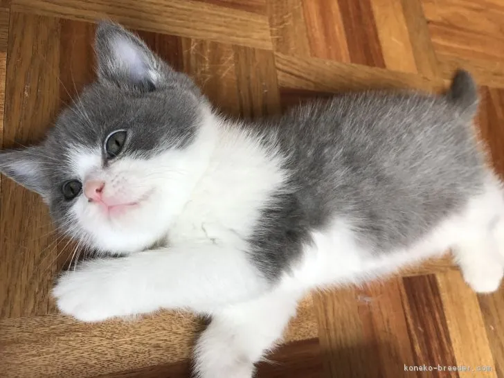 ID：1706-00743の子猫