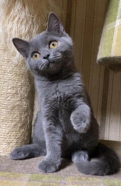 ID：2108-01685の子猫