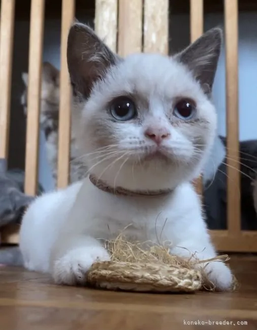 ID：2108-00085の子猫