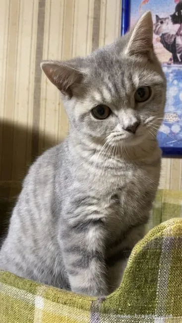 ID：2108-00170の子猫