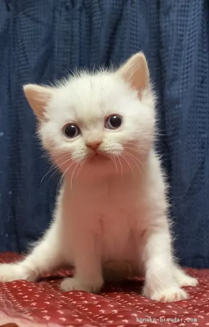 ID：2005-00942の子猫