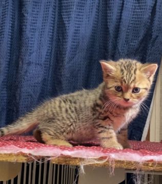 ブリティッシュショートヘア【静岡県・男の子・2020年5月8日・ブラウンタビー】の写真「お父さんはTICAクォードグランドチャンピオン❣️」