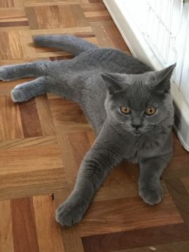 ブリティッシュショートヘア【静岡県・男の子・2017年5月25日・ブルー】の写真「目が大きく可愛らしい子です！」