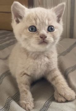 ブリティッシュショートヘア【静岡県・男の子・2022年4月28日・クリーム】の写真「人懐っこくて可愛らしいクリーム君❣️」
