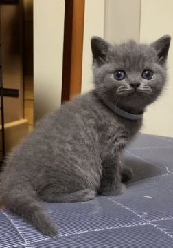 ブリティッシュショートヘア【静岡県・男の子・2020年4月17日・ブルー】の写真「お父さんはTICAクォードグランドチャンピオン❣️」