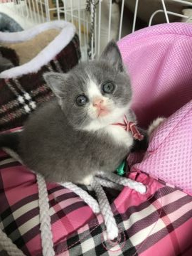 ブリティッシュショートヘア【静岡県・女の子・2019年3月31日・ブルー&ホワイト】の写真「白手ぶくろがチャームポイント♡」