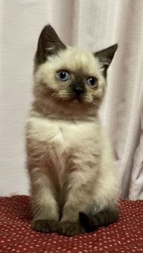 ブリティッシュショートヘア【静岡県・女の子・2020年9月30日・シールポイント】の写真「とても可愛らしいお顔の女の子です❣️」