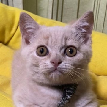 ブリティッシュショートヘア【静岡県・男の子・2024年3月6日・クリーム】の写真「淡いクリームカラーが綺麗です❣️」