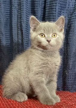 ブリティッシュショートヘア【静岡県・男の子・2020年5月12日・ブルー】の写真「性格が良い男の子です❣️」