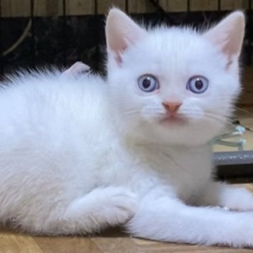 ブリティッシュショートヘア【静岡県・男の子・2023年3月7日・クリームポイント】の写真「とても珍しく綺麗なカラーの男の子です❣️」