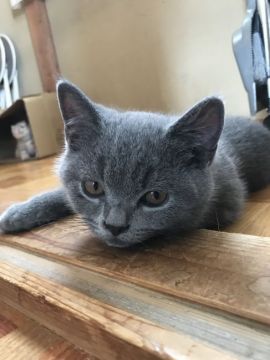 ブリティッシュショートヘア【静岡県・男の子・2017年4月16日・ブルー】の写真「活発で人懐っこい男の子！」