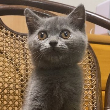 ブリティッシュショートヘア【静岡県・女の子・2024年4月18日・ブルー】の写真「小柄でチョコマカと動き回る子です❣️」