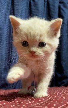 ブリティッシュショートヘア【静岡県・男の子・2020年3月26日・クリーム】の写真「お父さんがTICAクォードグランドチャンピオン‼️」