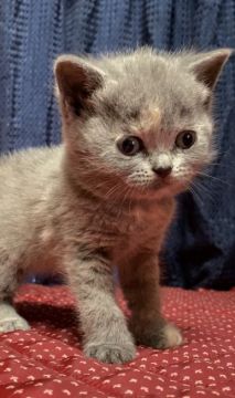 ブリティッシュショートヘア【静岡県・女の子・2020年3月26日・ブルートーティー】の写真「お父さんがTICAクォードグランドチャンピオン‼️」