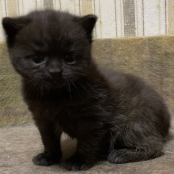 ブリティッシュショートヘア【静岡県・女の子・2023年9月18日・ブラック】の写真「まん丸で可愛らしいお顔です😊」