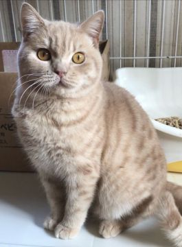 ブリティッシュショートヘア【静岡県・男の子・2019年5月2日・クリームタビー】の写真「薄いクリーム色が綺麗です❣️遊びが大好きです😊」