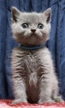 ブリティッシュショートヘア【静岡県・男の子・2020年5月1日・ブルー】の写真「お父さんがTICAクォードグランドチャンピオン❣️」