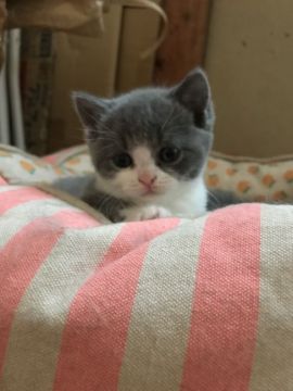 ブリティッシュショートヘア【静岡県・男の子・2018年5月16日・ブルー&ホワイト】の写真「よく喋るカワイイ男の子です！」