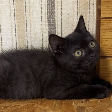 ブリティッシュショートヘア【静岡県・女の子・2023年5月3日・ブラック】の写真「当キャッテリー久しぶりのブラックの女の子です‼️」