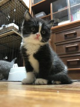 ブリティッシュショートヘア【静岡県・男の子・2017年9月20日・ブラック&ホワイト】の写真「目がまん丸のホワイトソックス君」