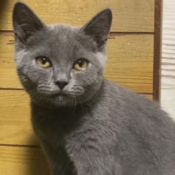 ブリティッシュショートヘア【静岡県・男の子・2022年3月24日・ブルー】の写真「温和で落ち着きがある男の子❣️」