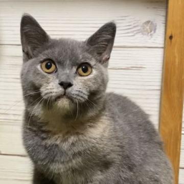 ブリティッシュショートヘア【静岡県・女の子・2022年4月28日・ブルートーティー】の写真「凛々しいお顔の女の子！」