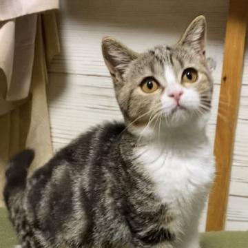 ブリティッシュショートヘア【静岡県・女の子・2022年5月10日・ブラウンタビー&ホワイト】の写真「ハチワレ、白靴下の女の子、とても人懐っこいです❣️」