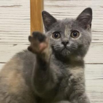 ブリティッシュショートヘア【静岡県・女の子・2022年3月17日・ブルートーティー】の写真「性格が良く、元気いっぱい好奇心旺盛な女の子❣️」