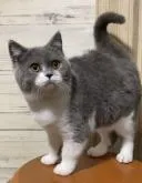 ブリティッシュショートヘア【静岡県・女の子・2022年7月19日・ブルー&ホワイト】の写真2