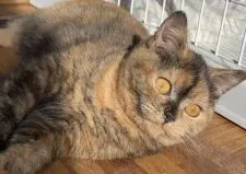 ブリティッシュショートヘア【静岡県・女の子・2020年7月4日・トータシェル】の写真3