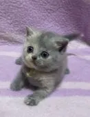 ブリティッシュショートヘア【静岡県・女の子・2022年3月17日・ブルートーティー】の写真3