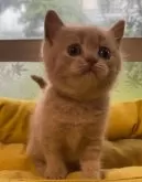 ブリティッシュショートヘア【静岡県・男の子・2024年4月18日・クリーム】の写真3