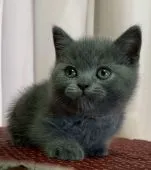 ブリティッシュショートヘア【静岡県・男の子・2020年8月19日・ブルー】の写真5