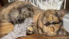 ブリティッシュショートヘア【静岡県・女の子・2020年7月4日・トータシェル】の写真5