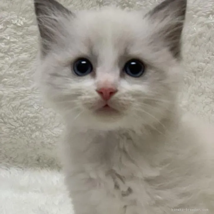 ID：2301-00289の子猫